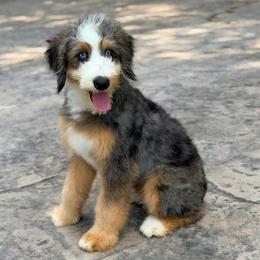 Shawn (trained puppy) - Blue merle male Bernedoodle puppy in Dundee, Ohio from Down Home Doodle