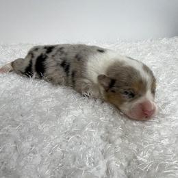 Girl 1 - female Pembroke Welsh Corgi puppy in Hillsville, Virginia from Bonderosa Kennels