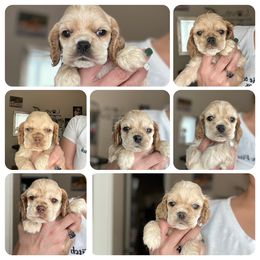 Cocker Spaniel Puppies from Tru-Luv Cockers