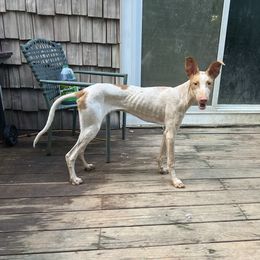 Calypso - Ibizan Hound