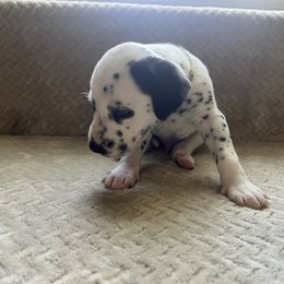 Spruce - White and black male Dalmatian puppy in Fort Walton Beach, Alabama from Kasens Dalmatians