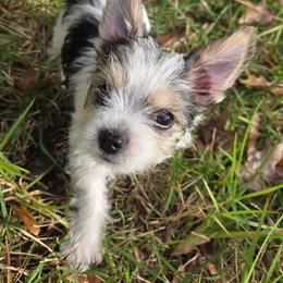 Noelle - Black and white female Companion Cross puppy in Deland, Florida from Isabelle's Puppy Patch