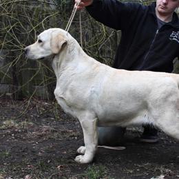 Delta - Labrador Retriever
