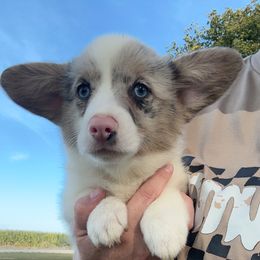 Lainey - Blue merle and white female American Corgi puppy in Bloomfield, Iowa from Beebe’s Corgis | Seven B Corgi Co