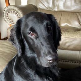 Annie - Flat-Coated Retriever