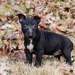 Miniature Bull Terrier Puppies from Rossi River Minibulls