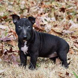 Miniature Bull Terrier Puppies from Rossi River Minibulls