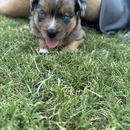 Miniature Australian Shepherd Puppies from Andy McDonald