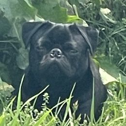 Frank - Pug