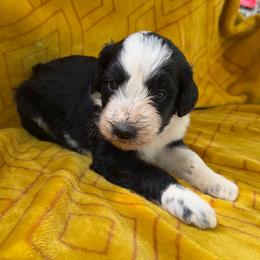 Cane - Black and white male Aussiedoodle puppy in Shelby, North Carolina from Gracie's Puppies