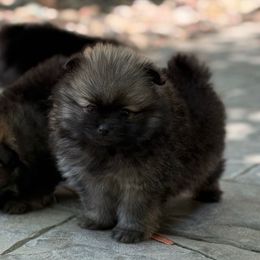 Scout AKC - Cream sable male Pomeranian puppy in Las Vegas, Nevada from POMS USA