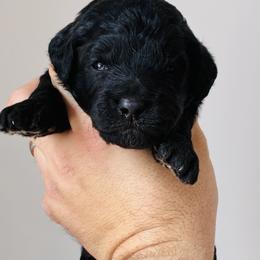 Ellie - Black female Goldendoodle puppy in Auburn, Indiana from Martin’s Doodles