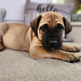 Girl 1 - Brown Boerboel puppy in Royse City, Texas from Leontix Boerboels