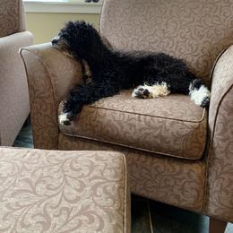 Goldendoodle Puppies from Dream Doodles of Central Texas