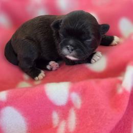 Ruby - Red and white female Shih Tzu puppy in Waynesboro, Pennsylvania from Big Win Shih Tzus