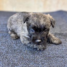 Pat - Brindle male Cairn Terrier puppy in Mountain Grove, Missouri from CreekTop