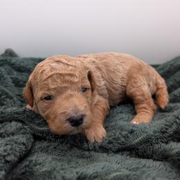 Purple - Apricot female Goldendoodle puppy in Midland, North Carolina from Alger Farm, LLC