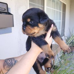 Rottweiler Puppies from VON DER SENTINEL