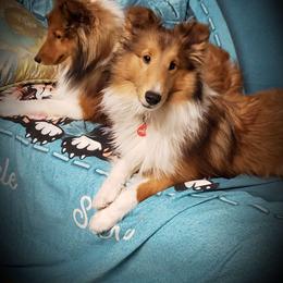 Spice's Mint Julip "Jewel" - Sable and white Shetland Sheepdog puppy in Moore Haven, Florida from Sheri Harris's Shetland Sheepdogs