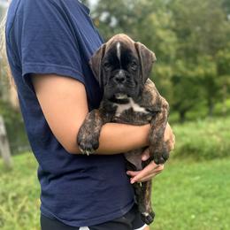 Armani - Brindle male Boxer puppy in Daviess County, Kentucky from Blissful Euro Boxers & French Bull Dogs