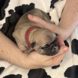 Maroon collar - Fawn female Pug puppy in Deer Park, Texas from Butler Pugs and Frenchies