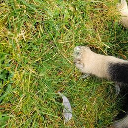 Lapponian Herder Puppies from Kaunis Joki Kennels