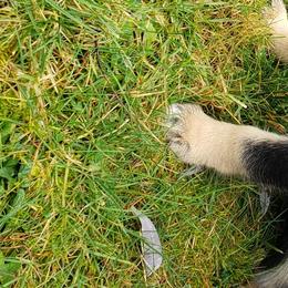 Lapponian Herder Puppies from Kaunis Joki Kennels