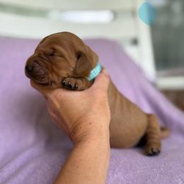 Pepsi - Dark golden female Golden Retriever puppy in Maysville, North Carolina from Gold Rush Retrievers