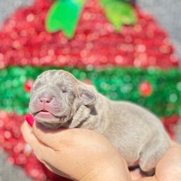 Ashley-light pink - Brindle female Companion Cross puppy in Calimesa, California from BoujeePoodlesofsocal