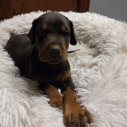 Doberman Pinscher Puppies from Stand Alone European Dobermans