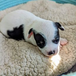 Chihuahua Puppies from Wilds Farms