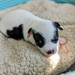 Chihuahua Puppies from Wilds Farms