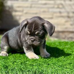 Reese's - Tricolors male French Bulldog puppy in Buchanan, Michigan from Christie's Frenchies