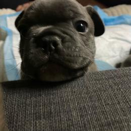 French Bulldog Puppies from Peter’s Frenchies