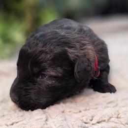 Maple - Brindle female Bouvier des Flandres puppy in Drury, Missouri from Black Bears Critters