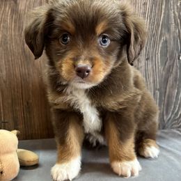 Creed - Red tri male Miniature Australian Shepherd puppy in Geary, Oklahoma from Helm Farms Aussies