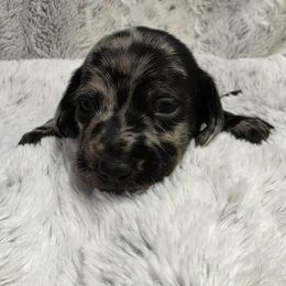 Salem - Dapple male Dachshund puppy in Lady Lake, Florida from Sausage Squad Kennels
