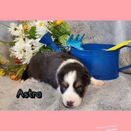 Girl 3 - Pomsky puppy in Springfield, Illinois from Rosehill Pomskies