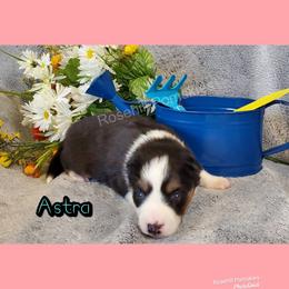 Girl 3 - Pomsky puppy in Springfield, Illinois from Rosehill Pomskies