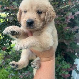 Lime collar - Golden female Golden Retriever puppy in Jesup, Georgia from Painted Platinum Retrievers (Painted Platinum Kennel) PPK