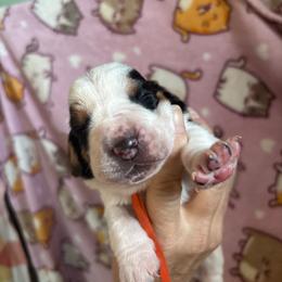 Lewis - Black brown and white male Basset Hound puppy in Manton, Michigan from BeckysBassets