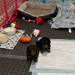 Belgian Malinois, Dachshund, and Dutch Shepherd Puppies from Paws Laws k9