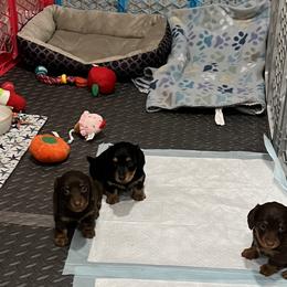 Belgian Malinois, Dachshund, and Dutch Shepherd Puppies from Paws Laws k9