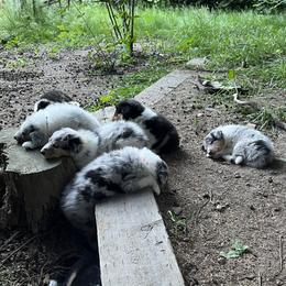 Old Time Scotch Collie Puppies from Hidden Orchard Farm