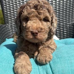 Jellybean - Merle male Goldendoodle puppy in Monroe, North Carolina from Dreamland Aussies & Poodles