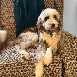 Finley - Aussiedoodle