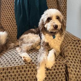 Finley - Aussiedoodle