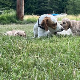 Cocker Spaniel Puppies from Top Notch Cocker Spaniels