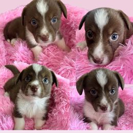 Trisha Yearwood - Liver and white female American Corgi puppy in Wapakoneta, Ohio from Rocking D-C Canines