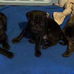 Pugs from Potts' Pugs
